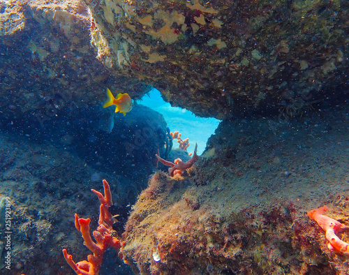 Tropical fish in Key Largo Florida swimming through an arch.  Scuba Diving in clear water photo