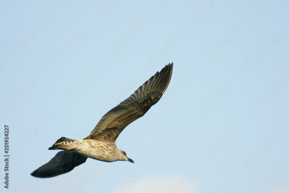 Obraz premium SONY DSC