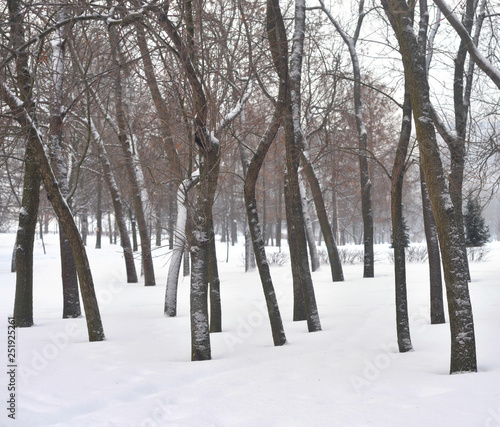 Park at winter.