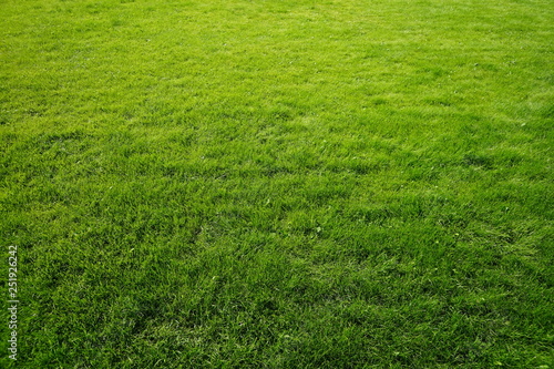 Green grass, horizontal photo.