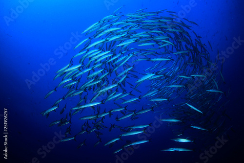 School of Barracuda fish 