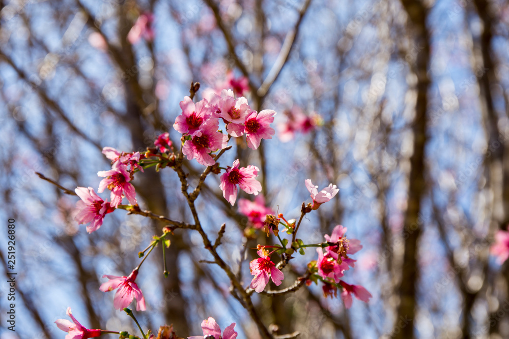 Cherry Blossoms with blue sky Cherry Blossoms with blue sky