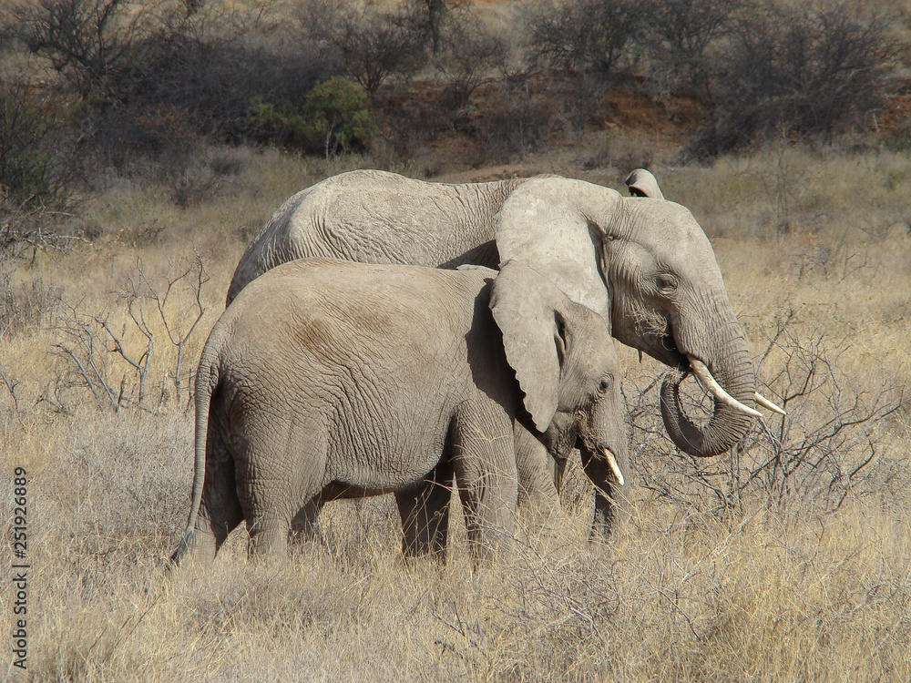 safari, kenia, Elephantidae