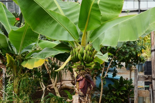 Nutrition-rich fruit "Banana"
