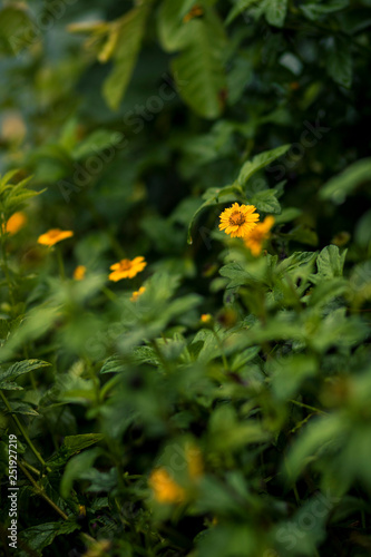 Flores Amarelas no Jardim