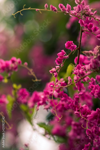 Flores Rosas Wallpaper