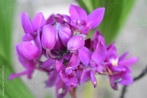 Fototapeta Naklejka Na Ścianę i Meble -  Wild purple flower