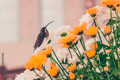 Beija Flor na Igreja