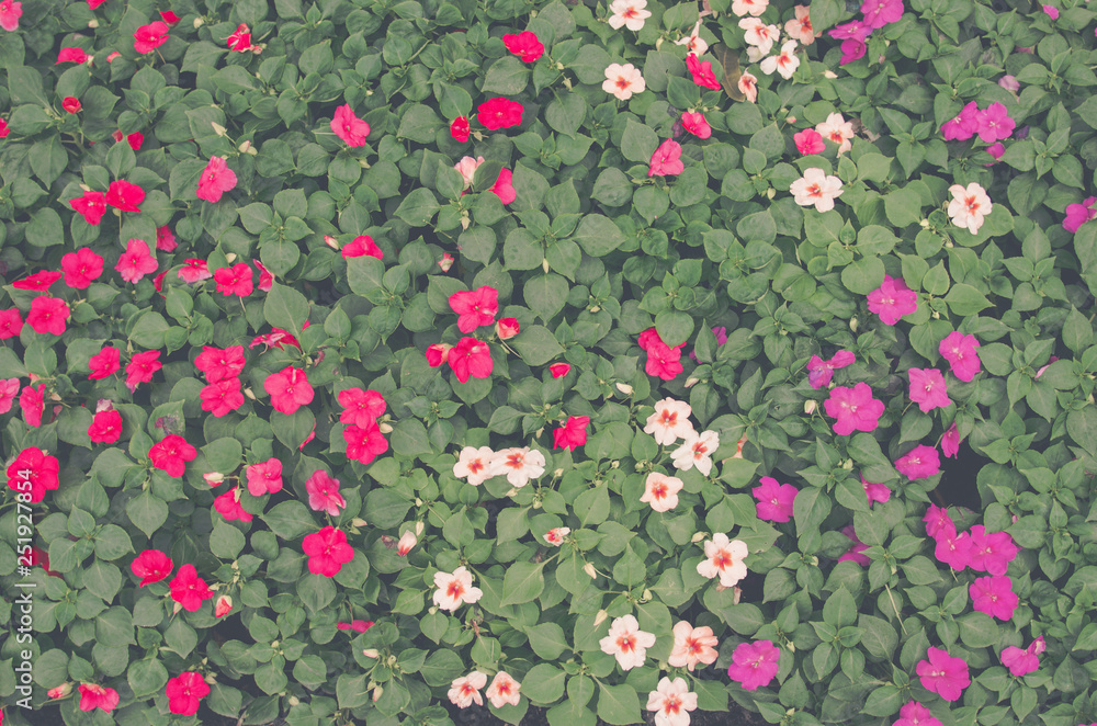 cosmos flower cosmos flower