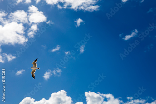 Flying a seagull in the sky
