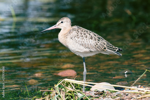 Black-tailed godwit (Limosa limosa), a young bird photo