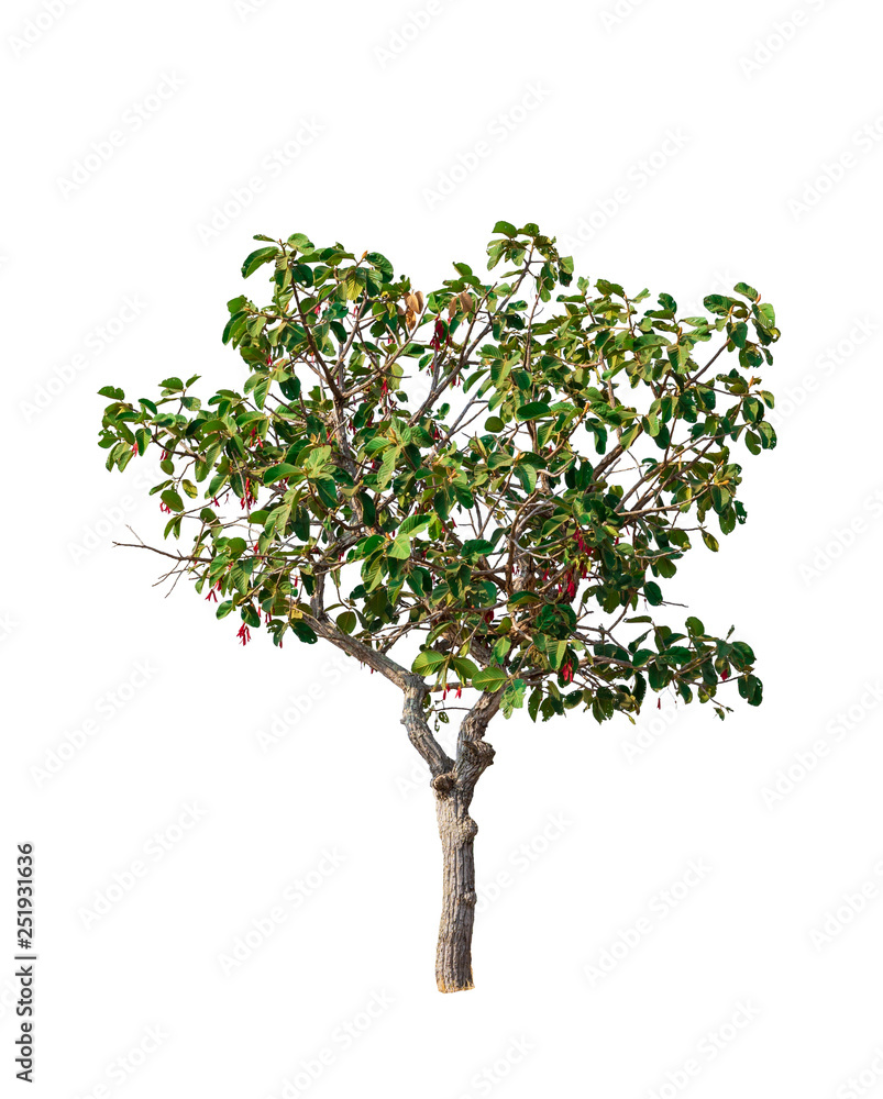 tropics tree isolated on white background. clipping path