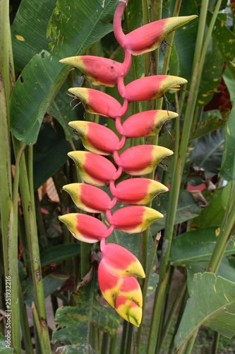 Lobster claw flower in the garden  photo