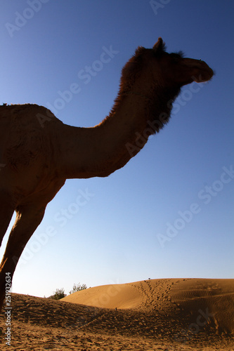 One-humped camel in bright sun of the desert photo