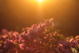 Pink flowers shining at sunset backlit in the park