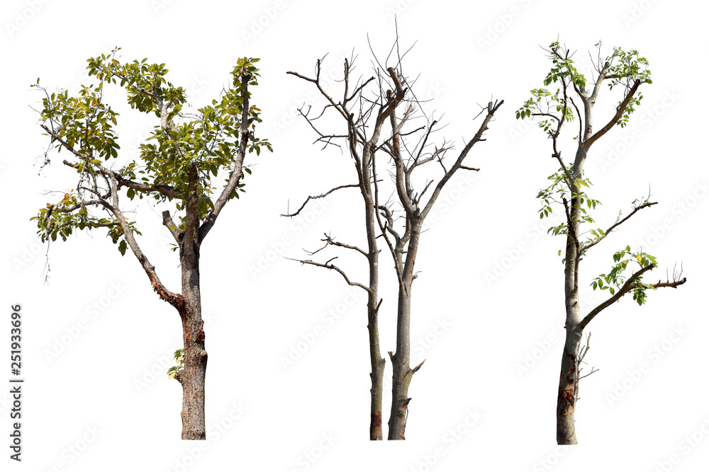 Fototapeta premium Collection trees without leaves isolated on white background.