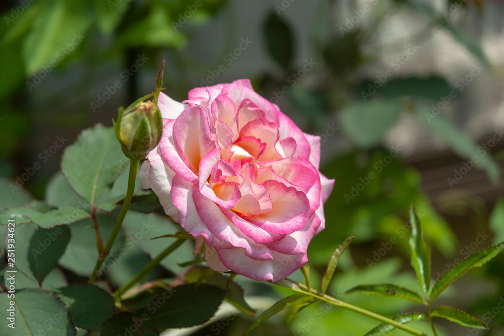 Pink rose in garden