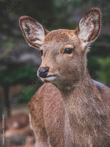 Nara Deer