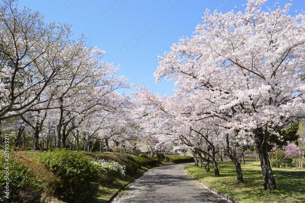 Cherry blossom trees and blue sky