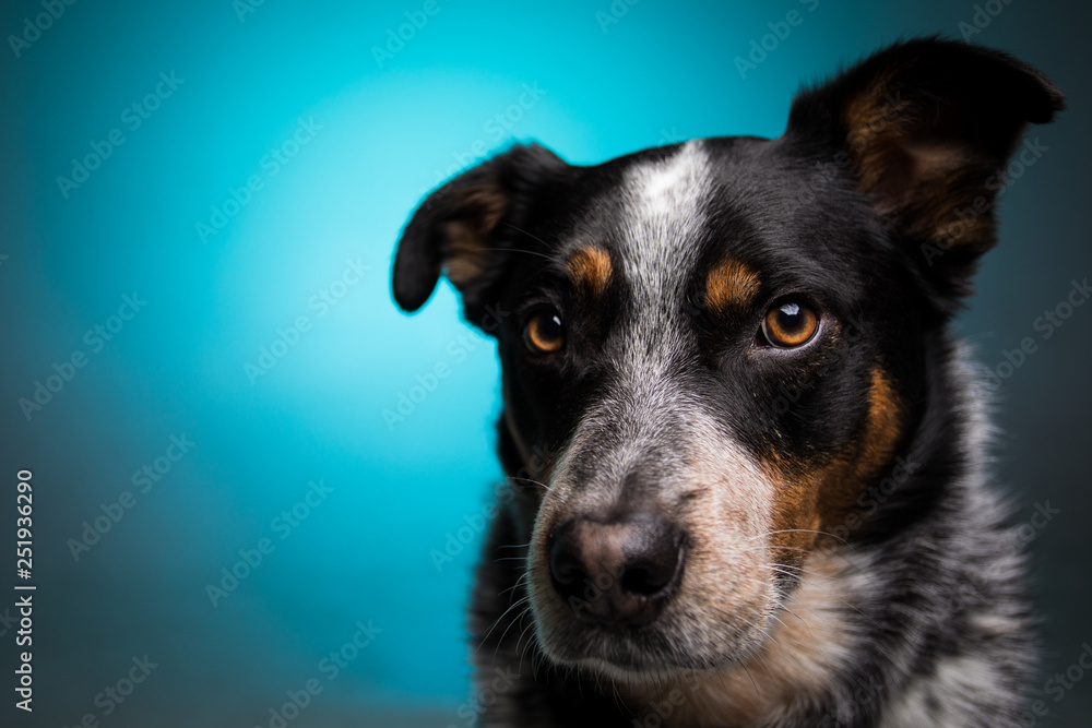 Blue Heeler on Blue Background Blue Heeler on Blue Background