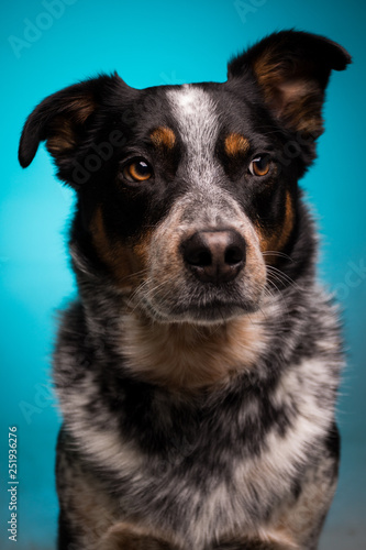 Blue Heeler on Blue Background