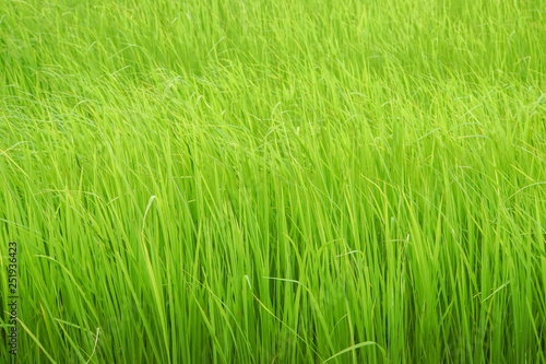 close up green rice field grow in paddy farm in rainy season