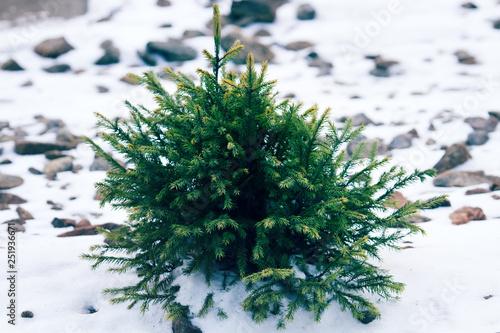 Undergrowth of coniferous trees in winter photo