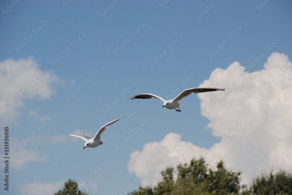 seagull in flight