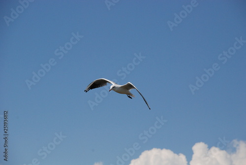 soaring Seagull