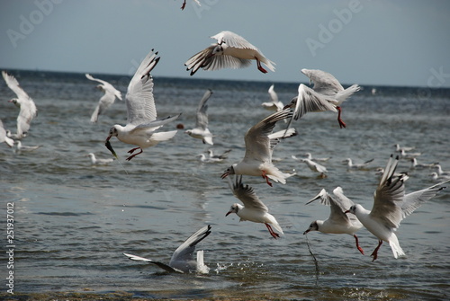 flock of seagulls above the water