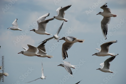 flock of seagulls