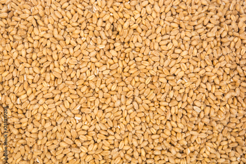 Closeup of pile of wheat grains for testure background Closeup of pile of wheat grains for testure background