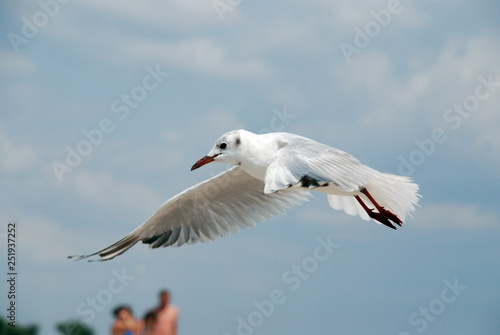 a Seagull in flight near the vacationers