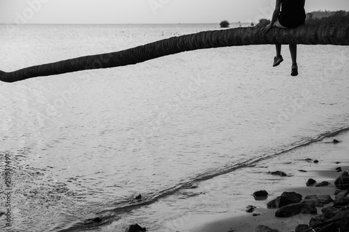 Lounging on a Beach Palm Tree