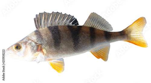 Fish perch isolated on white background