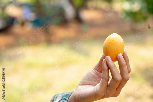 The hand is holding the plum mango that is ready to eat.