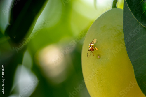 Guava fruit fly or Fruit flies Insect pests are destroying the farmer's productivity by penetrating the fruit into a wound.