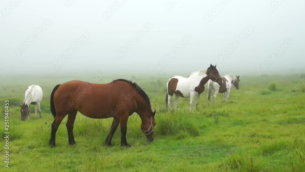 霧の中の馬 霧の中の馬