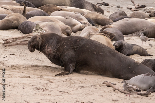 Northern Elephant Seal bulls (Mirounga angustirostris) rest on the beach during mating season, at Ano Nuevo State Park and preserve, along the Pacific Coast of California, in Pescadero. 