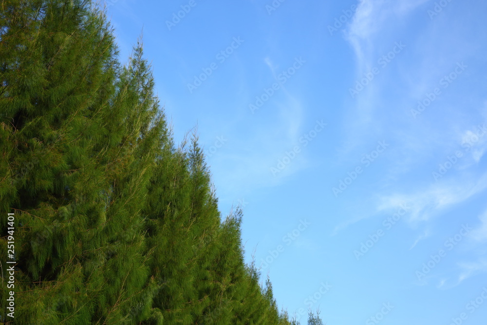 green pine tree in the park green pine tree in the park