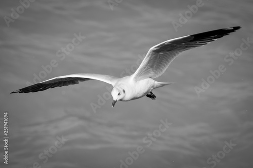 Seagulls © NMorguelan