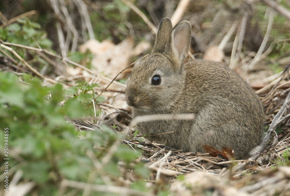Fototapeta premium A cute baby Wild Rabbit (Orytolagus cuniculus) feedung in the undergrowth.