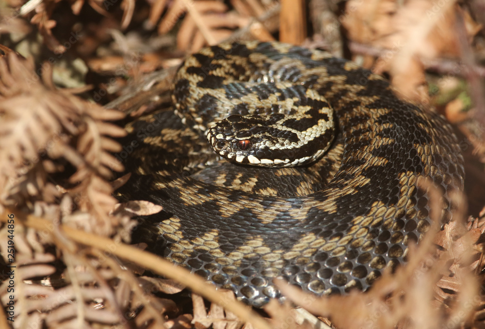 Obraz premium A beautiful Adder (Vipera berus) snake just out of Hibernation basking in the morning sunshine. 