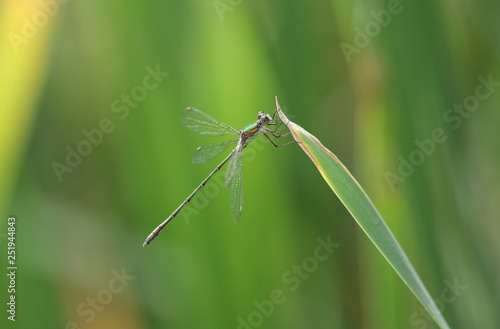A stunning rare Willow Emerald Damselfly (Chalcolestes viridis) perched on a reed. 