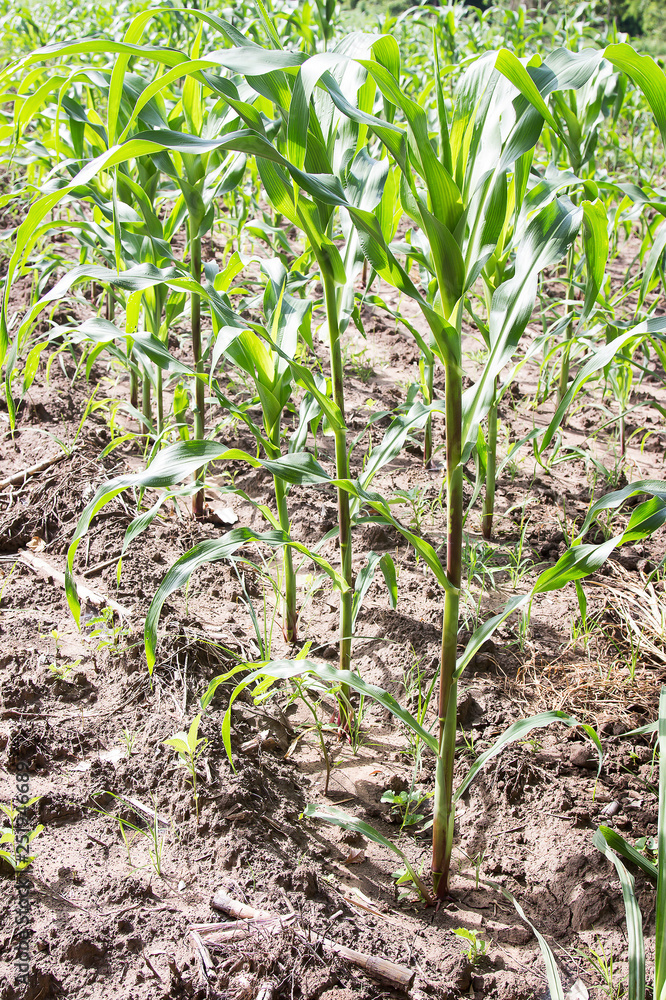 Fototapeta premium corn tree in farm 