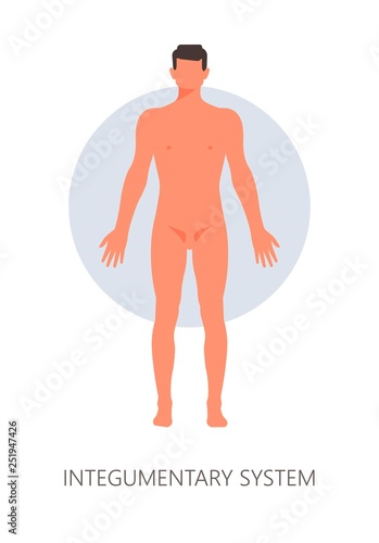Integumentary system skin or epidermis body cover isolated human anatomy