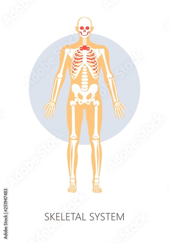 Skeletal system human anatomy isolated anatomical structure bones