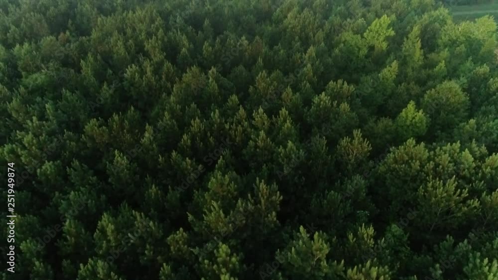 Aerial Flyover of Spring Pine Forest Aerial Flyover of Spring Pine Forest