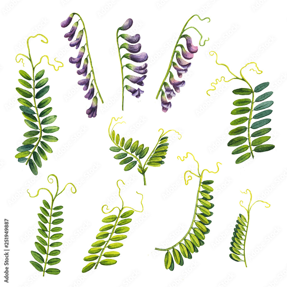 Vicia cracca. Elements for design. Set of purple flowers and leaves. Watercolor illustration. Isolated objects on white background Vicia cracca. Elements for design. Set of purple flowers and leaves. Watercolor illustration. Isolated objects on white background