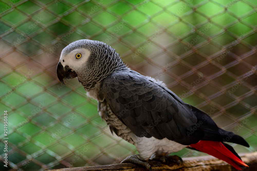 Obraz premium Owl perching on a twig.